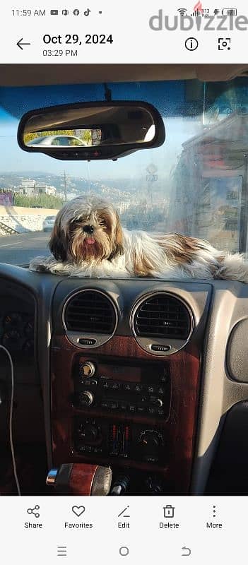 shihtzu pure