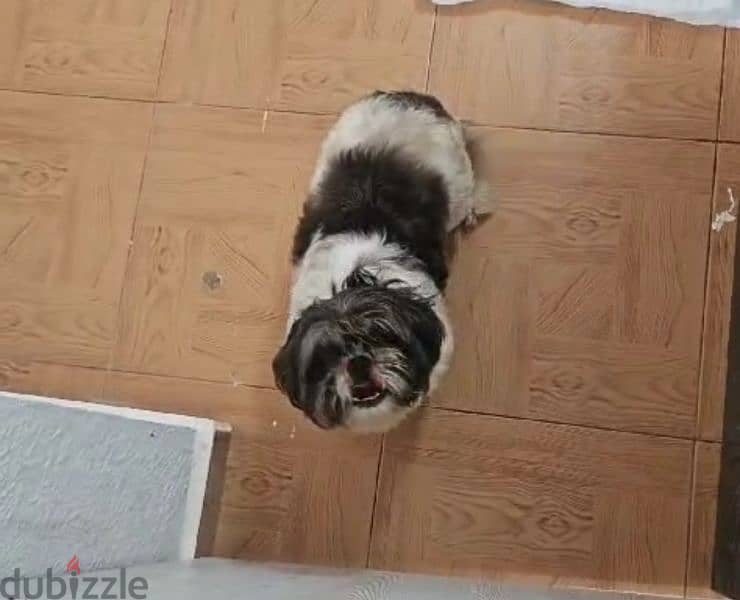 shihtzu pure 1