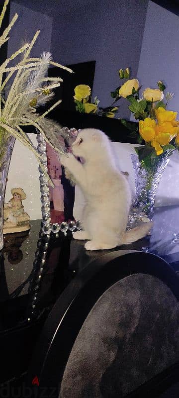 kitten one month old male Scottish fold  white very cute and healthy 3