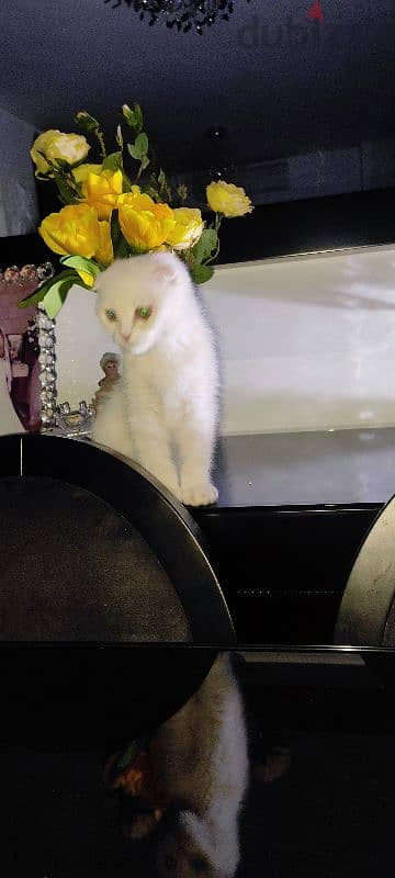 kitten one month old male Scottish fold  white very cute and healthy 2