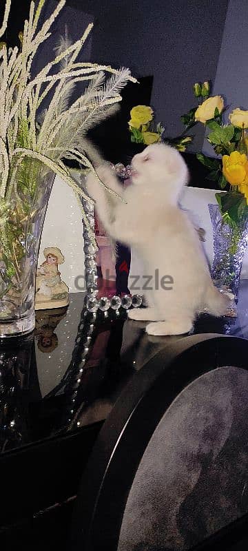 kitten one month old male Scottish fold  white very cute and healthy 9