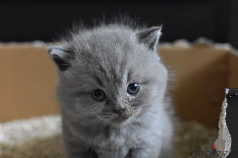 pure Scottish and British kittens for sale Highest quality 1