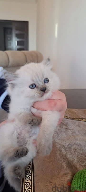 persian and himalayen kittens