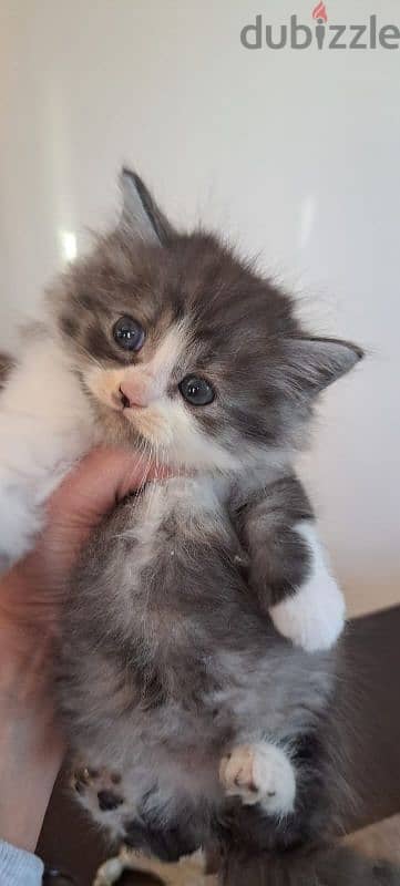 persian and himalayen kittens 2