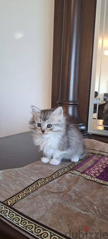 persian and himalayen kittens 3