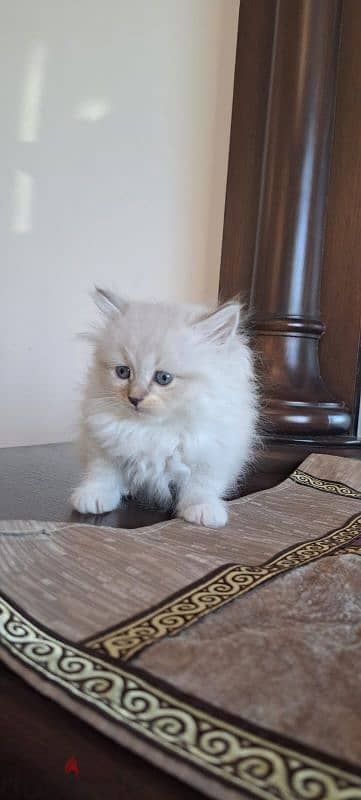 persian and himalayen kittens 4