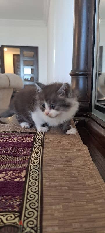 persian and himalayen kittens 5