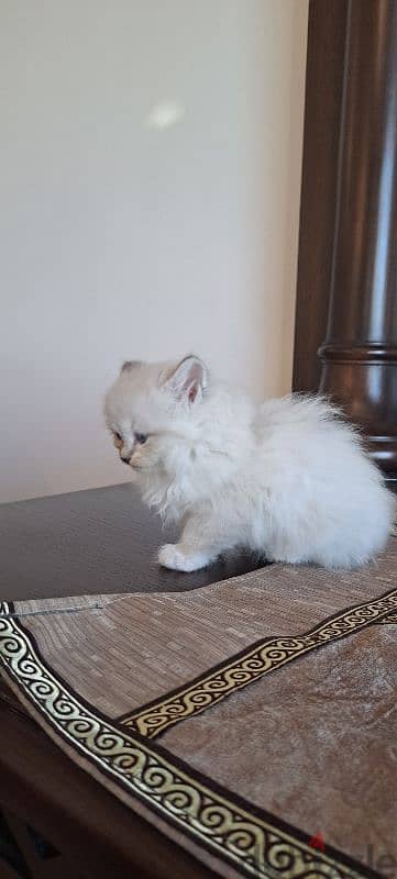 persian and himalayen kittens 8