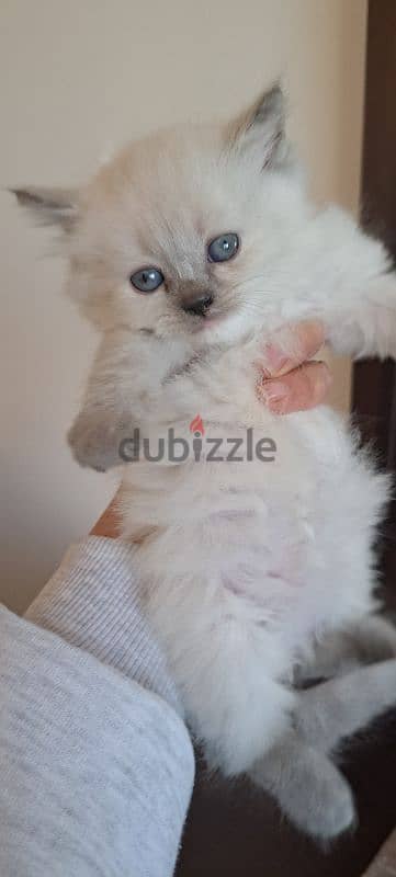 persian and himalayen kittens 9