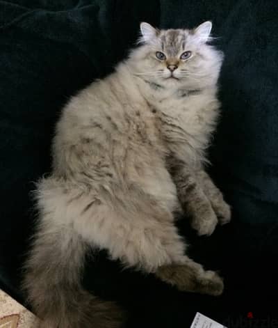 قط للتبنّي للجادين فقط Siberian Cat for adoption