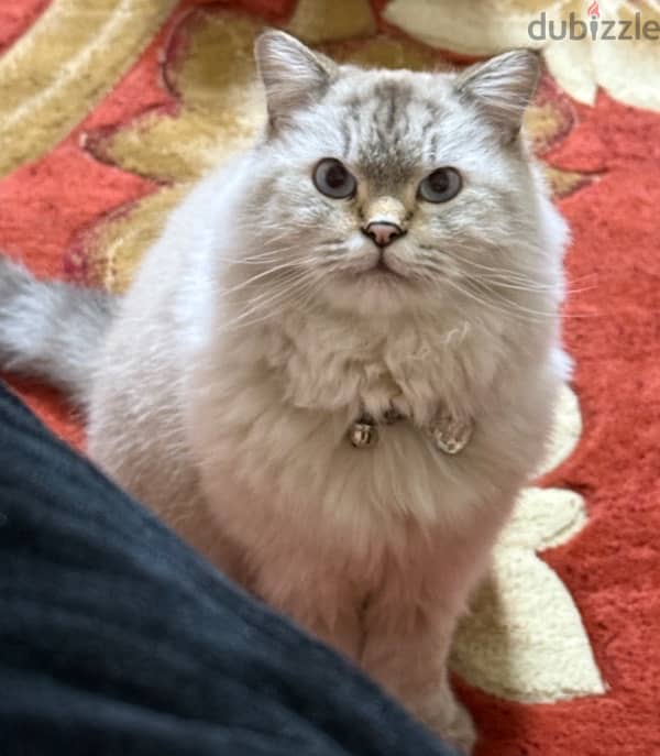 قط للتبنّي للجادين فقط Siberian Cat for adoption 3