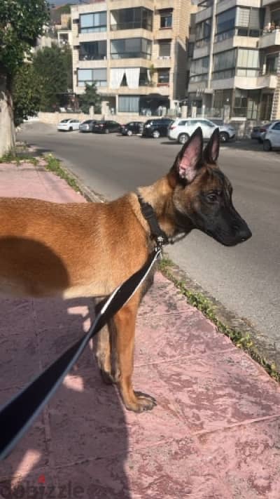 malinois pure