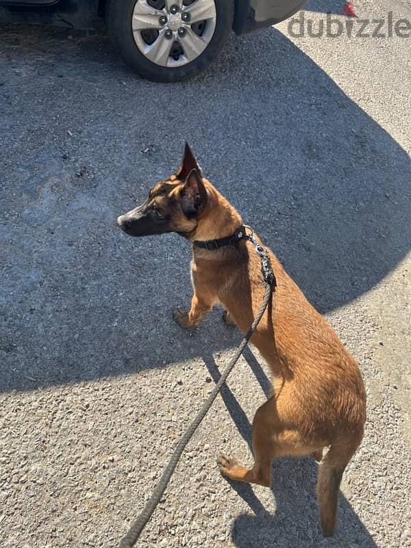 malinois pure 1