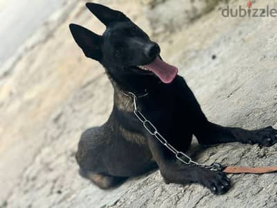 malinois dark color