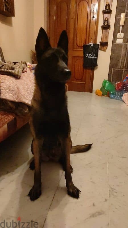 malinois dark color 3