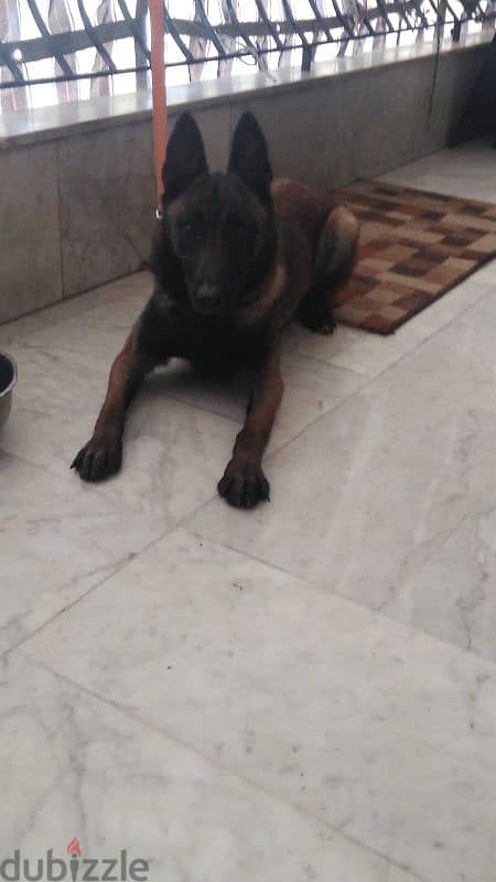 malinois dark color 4