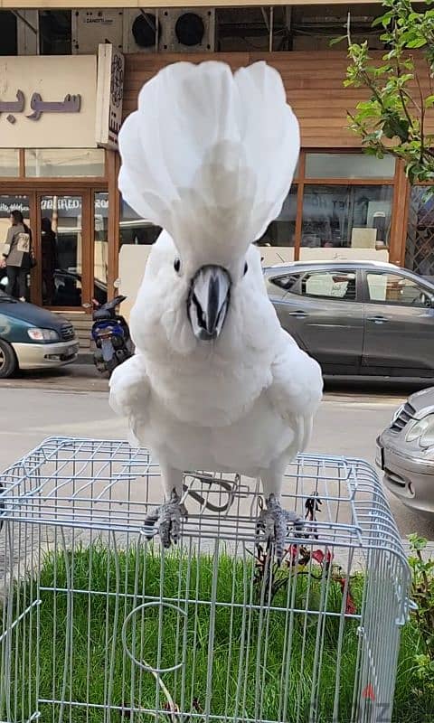 Cockatoo Umbrella 1