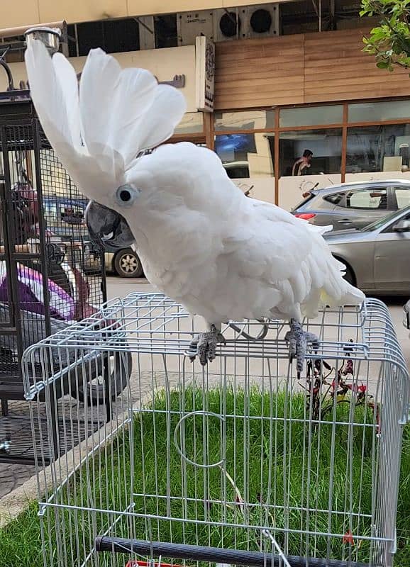 Cockatoo Umbrella 2