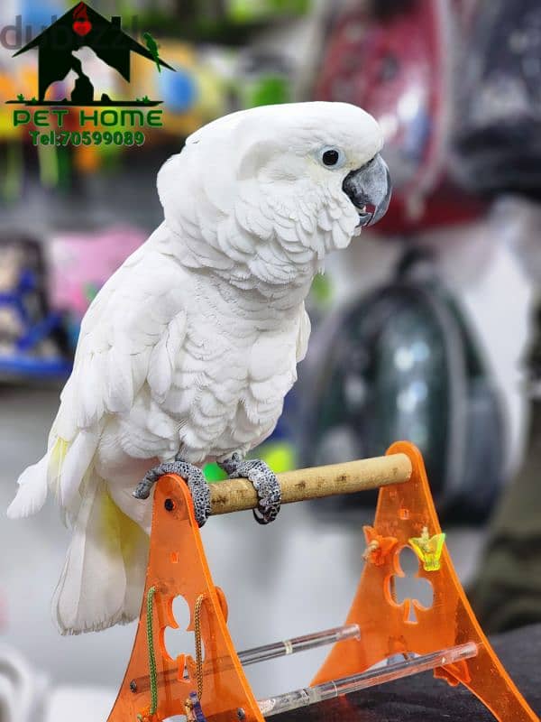 Cockatoo Umbrella 3