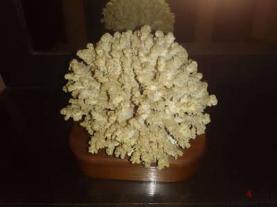 Coral on Stand