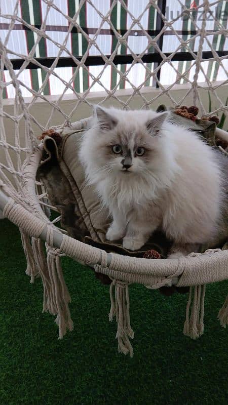 Ragdoll kitten 0