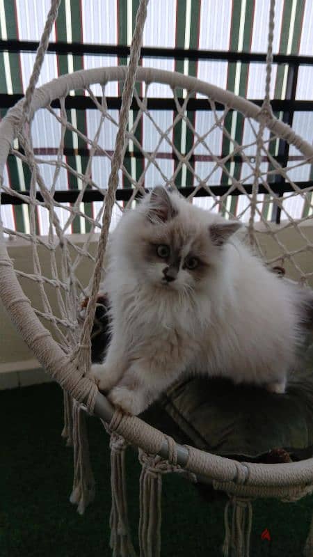 Ragdoll kitten 1