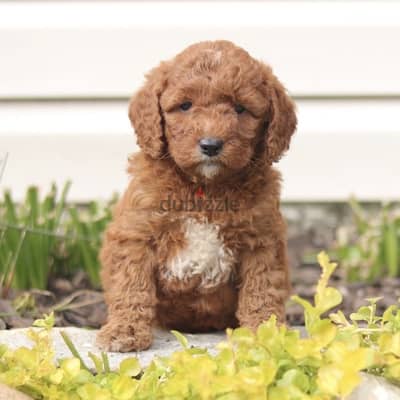 toy poodle puppy imported cute