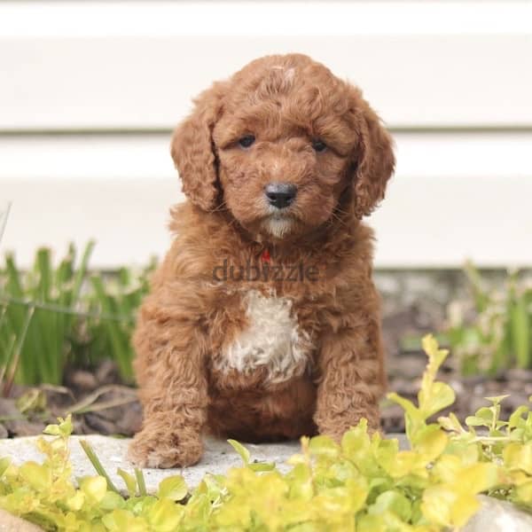 toy poodle puppy imported cute 0