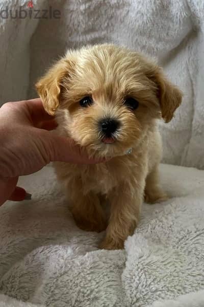 Imported toy maltipoo puppy