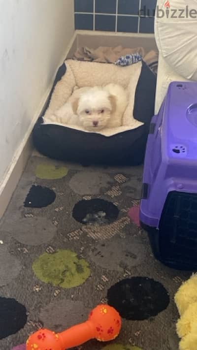 Bichon Maltese 2.5 month puppy