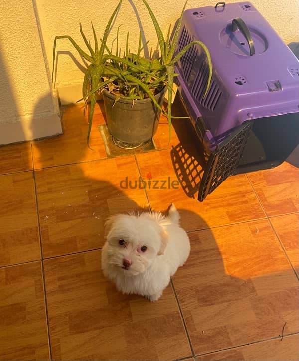 Bichon Maltese 2.5 month puppy 1