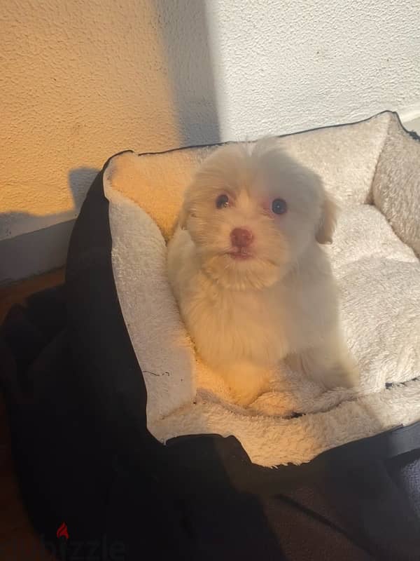 Bichon Maltese 2.5 month puppy 2