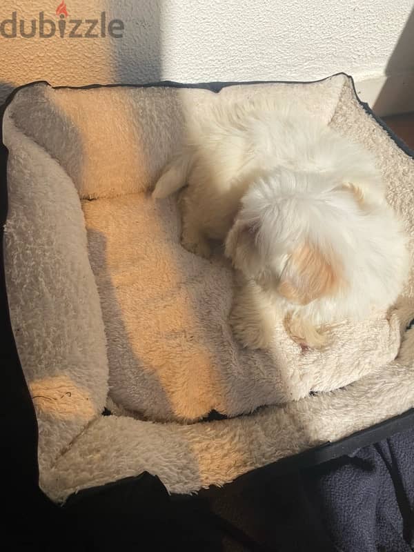 Bichon Maltese 2.5 month puppy 3