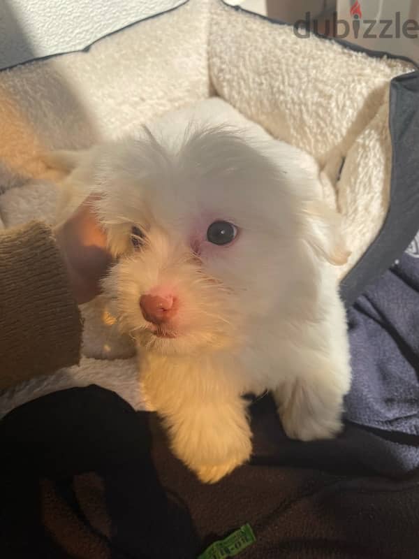 Bichon Maltese 2.5 month puppy 4