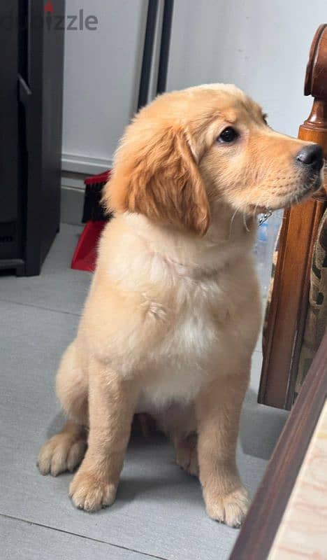 American Golden Retriever female puppy 1