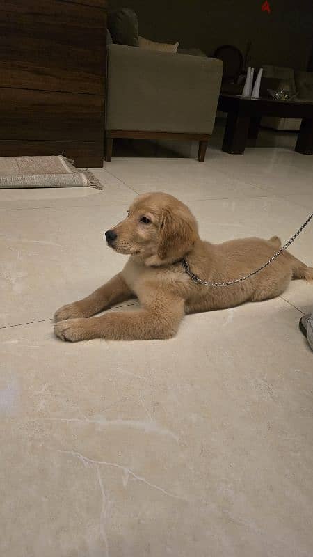 American Golden Retriever female puppy 0