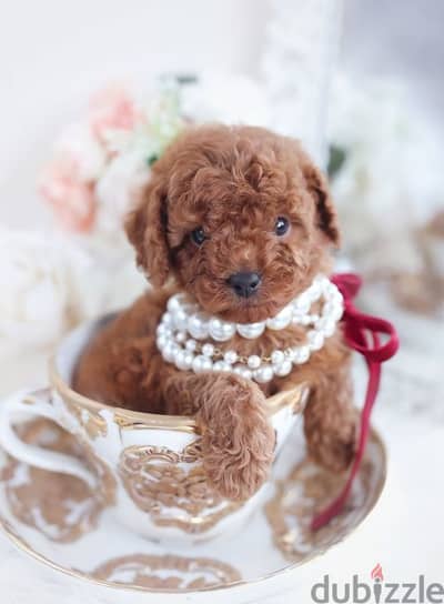 Adorable Poodle Puppies Small/ Available in store/ dog كلاب