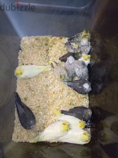 cockatiel chicks فراخ كروان karawan