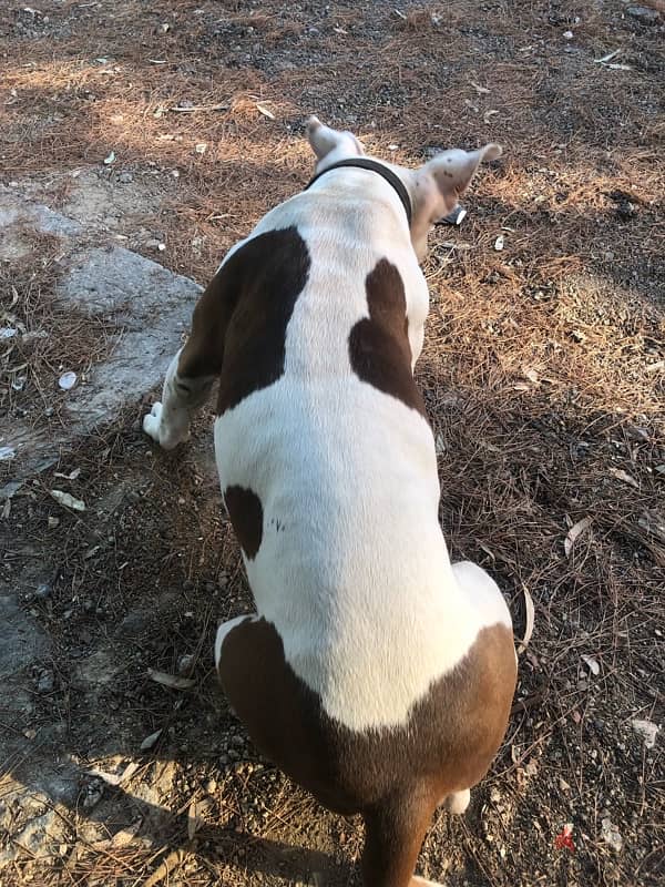 RARE AND BEAUTIFUL/American bully 1