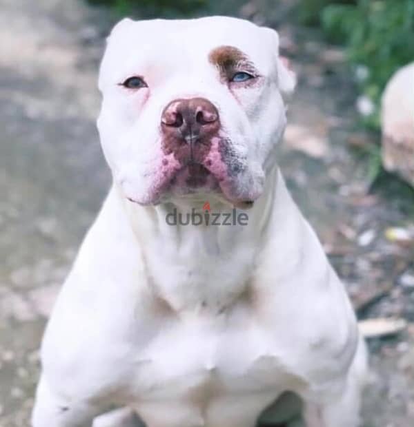 RARE AND BEAUTIFUL/American bully 3