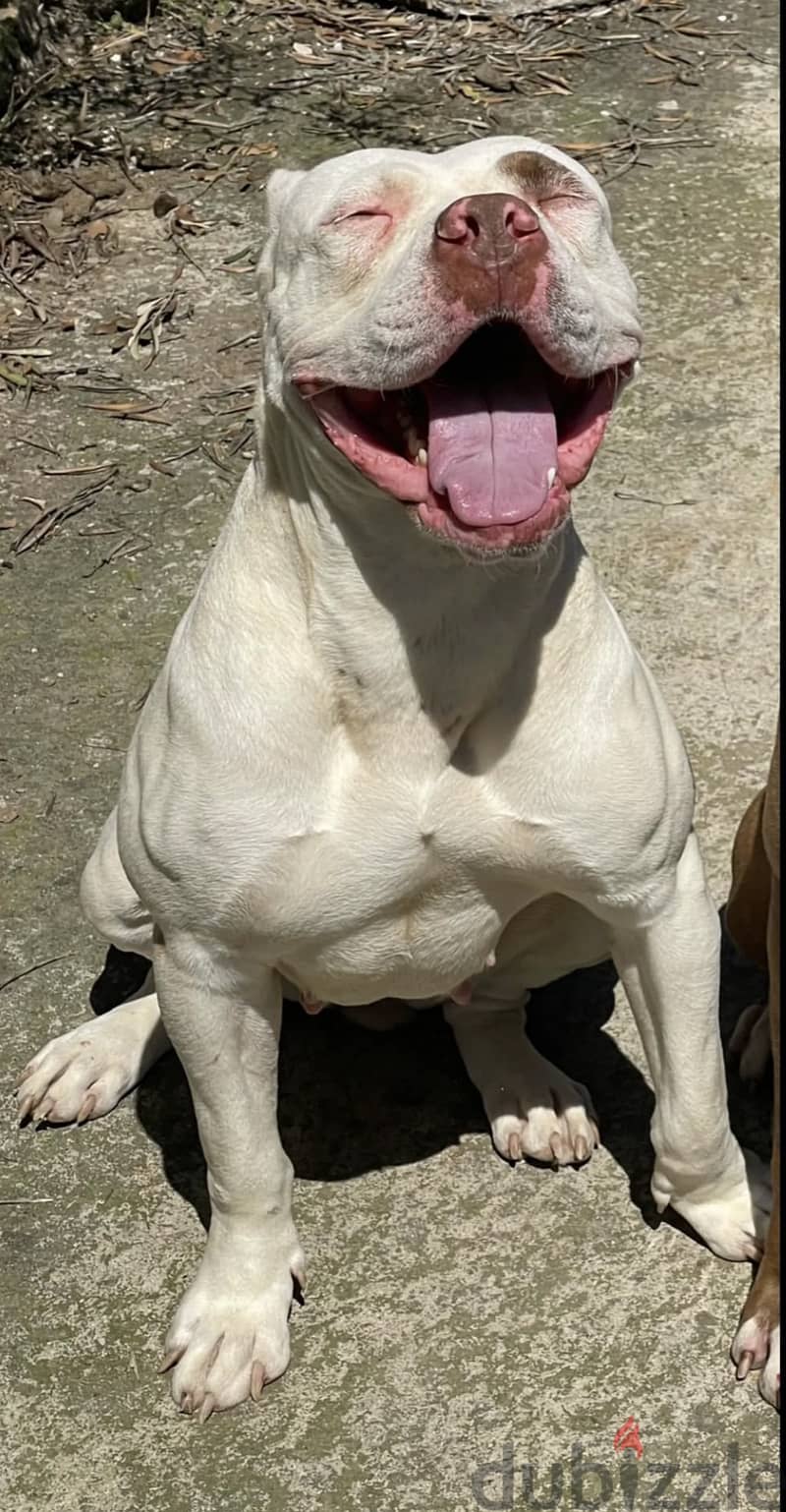 RARE AND BEAUTIFUL/American bully 4