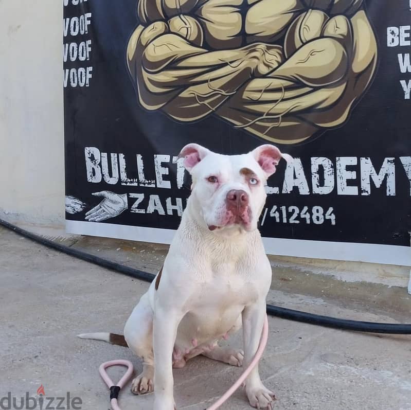 RARE AND BEAUTIFUL/American bully 5