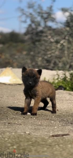 Malinois Male