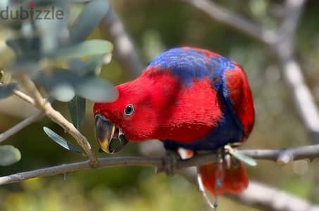 eclectus parrot