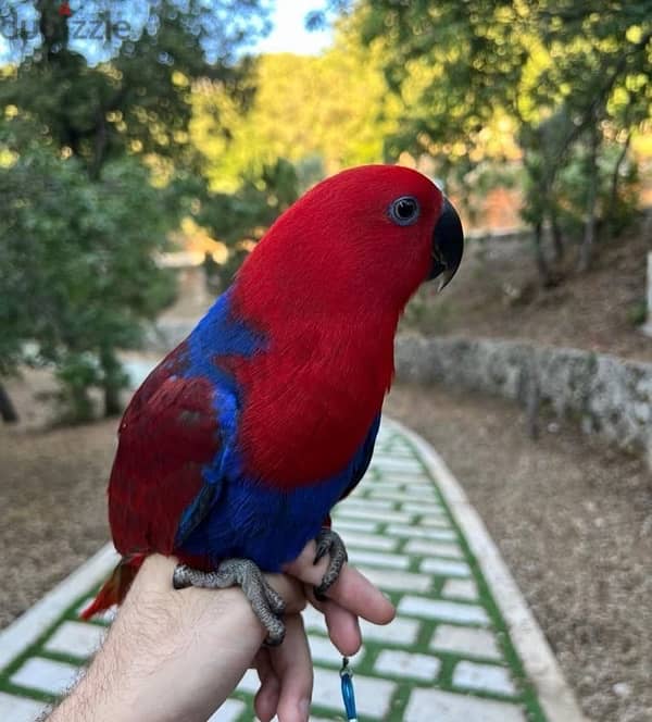 eclectus parrot 1