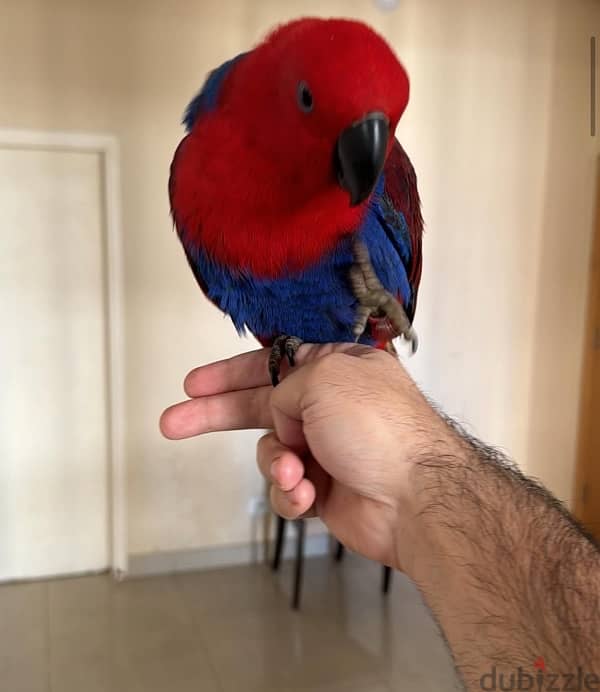 eclectus parrot 2