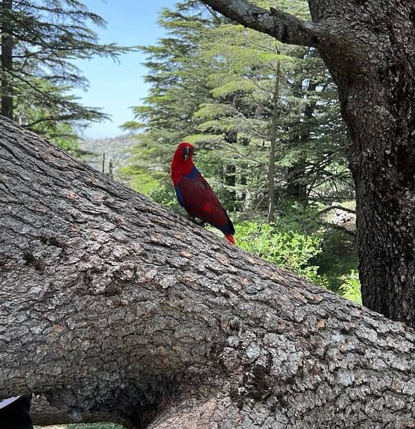 eclectus parrot 3