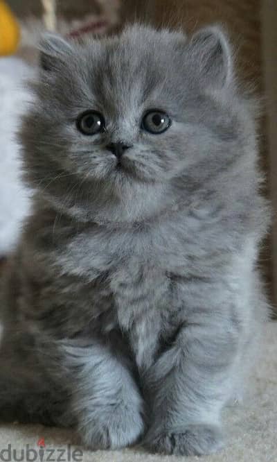 persian grey kitten cuteee