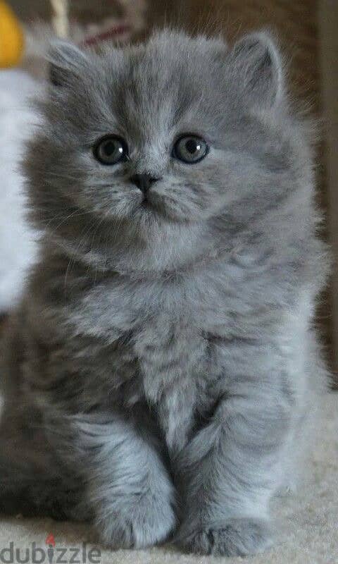 persian grey kitten cuteee 0