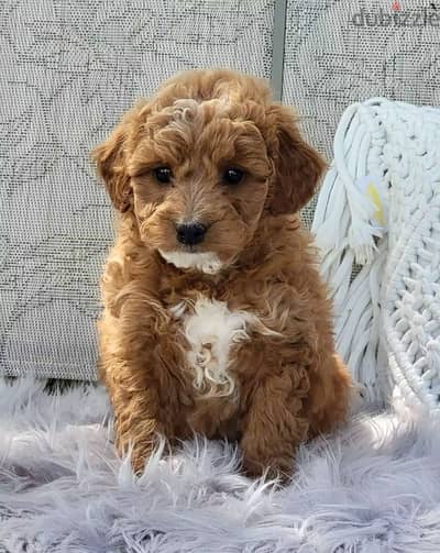 toy poodle puppy imported